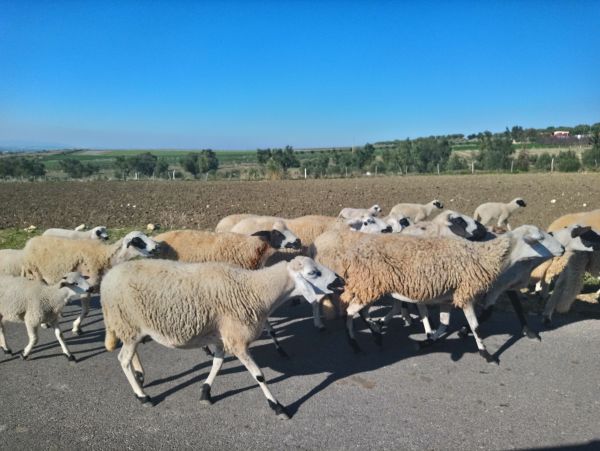 Wyprawa SUBARIADA Maroko 2019 - zdjęcie 23