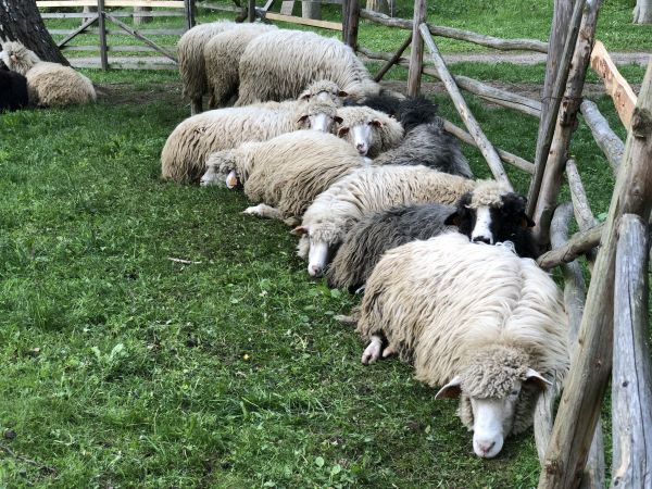 Wyprawa Bieszczady na weekend - Maj 2019 - zdjęcie 90