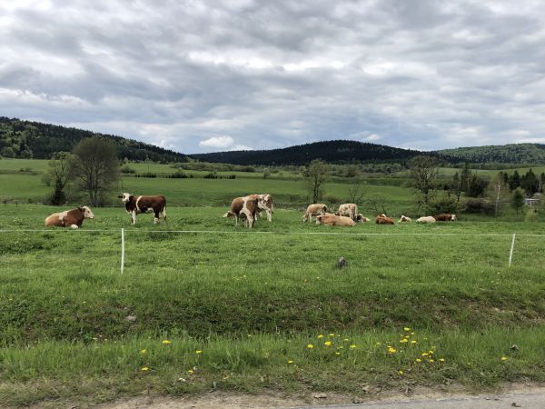 Wyprawa Bieszczady na weekend - Maj 2019 - zdjęcie 197