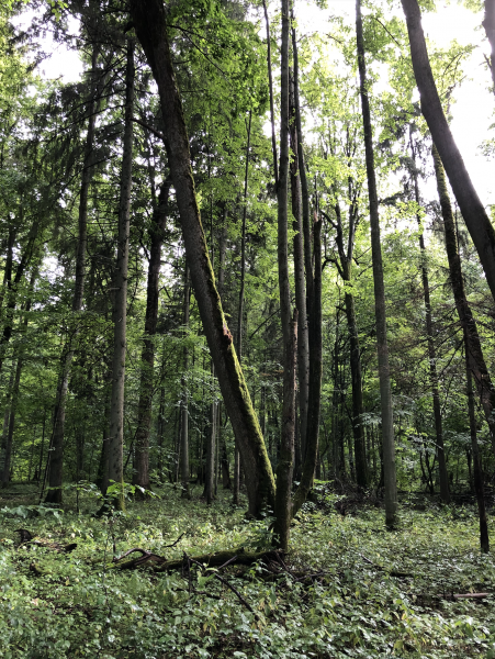 Wyprawa Kazimierz Dolny, Białowieża, Suwałki, 3Miasto - zdjęcie 13